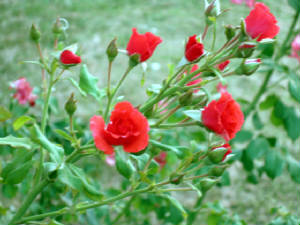Blossoming/Rose_Buds.jpg