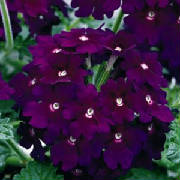 Blossoming/dark_purple_verbena_web.jpg