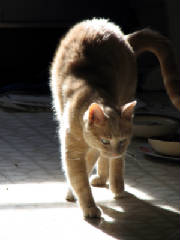 Pets_and_Fun/Arched_Julius_07_03_2006.JPG