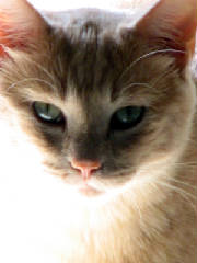 Pets_and_Fun/Front_facing_Julius_07_03_2006.JPG