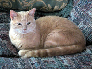 Pets_and_Fun/Julius_couch_portrait_06_25_2006.JPG