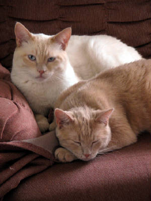 Pets_and_Fun/Juno_and_Julius_in_chair_07_03_2006.JPG