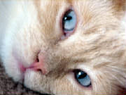 Pets_and_Fun/Juno_up_close_personal_06_25_2006.JPG