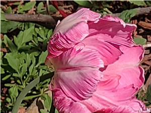 flowers_more/Frilly_Tulip_2022.jpg