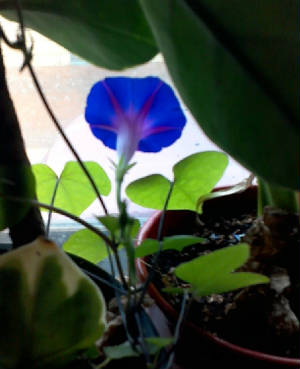 flowers_more/Indoor_Morning_Glory_SMALLER.jpg