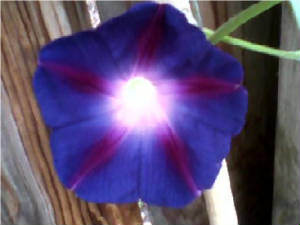 flowers_more/Purple_Morning_Glory.jpg