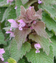 flowers_more/Purple_deadnettle.jpg