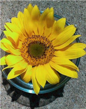 flowers_more/Sunflower_Tincture_June2017_smaller.jpg
