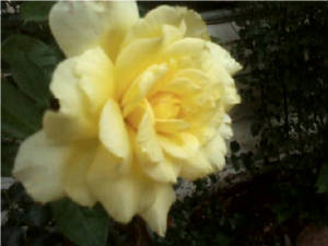 flowers_more/Yellow_Rose.jpg