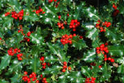 flowers_more/holly_2.jpg