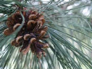 flowers_more/pine_cone.jpg