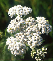 flowers_more/white_yarrow_web.jpg