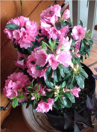 flowers_more/Azalea_pink.jpg