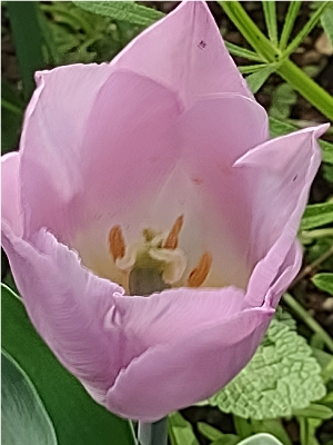 flowers_more/Tulip2022_Pale_Pink.jpg