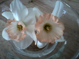 flowers_more/bicolor_daffodil_peach_white.jpg