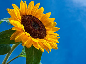 flowers_more/sunflower.jpg