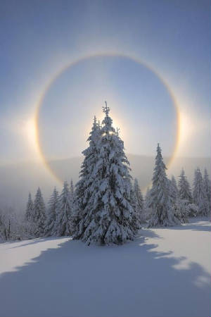 misc/Tree-solstice-with-ring.jpg